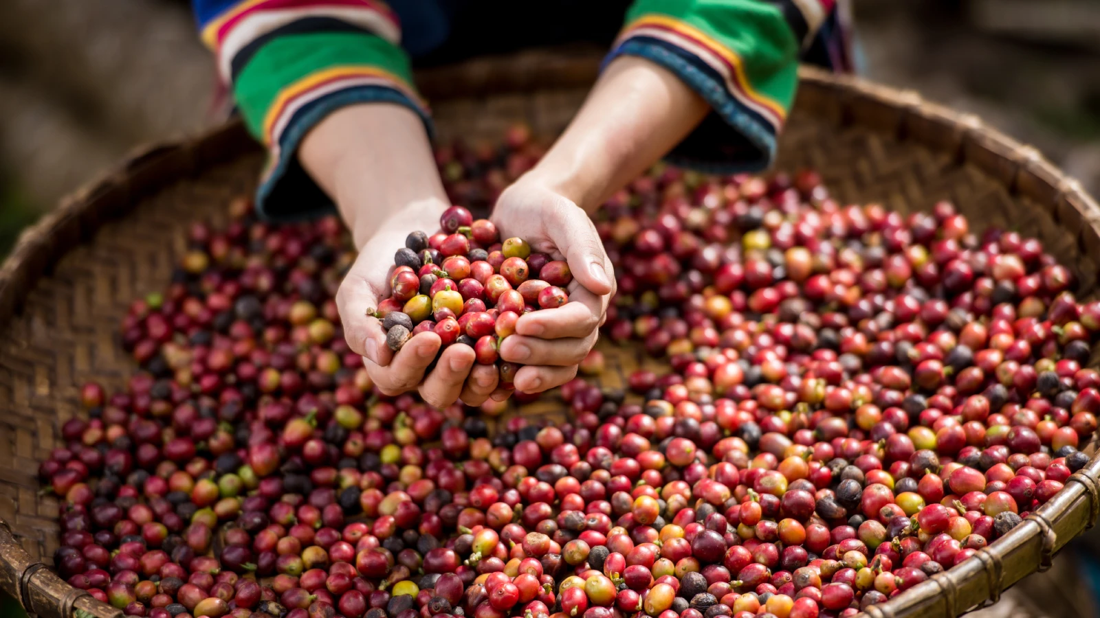 Coffee bean sourcing and production